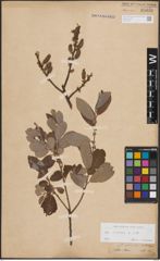 Foto von Salix cinerea L.